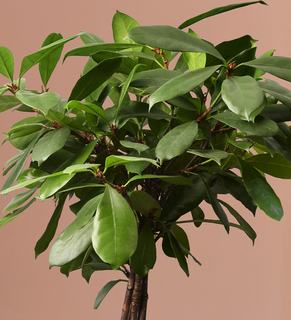 African Fig Tree