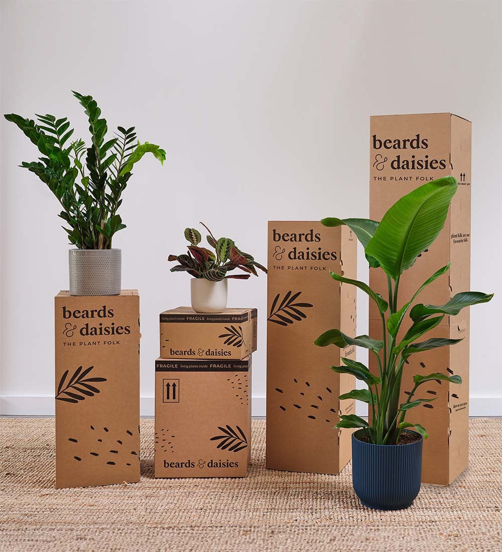 Philodendron Cobra