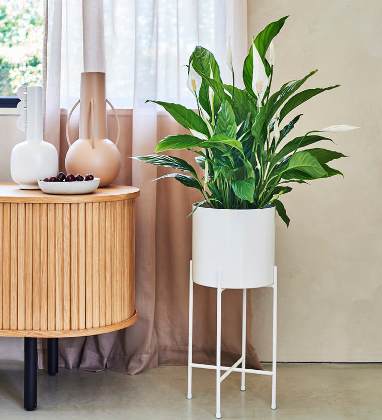 Peace Lily