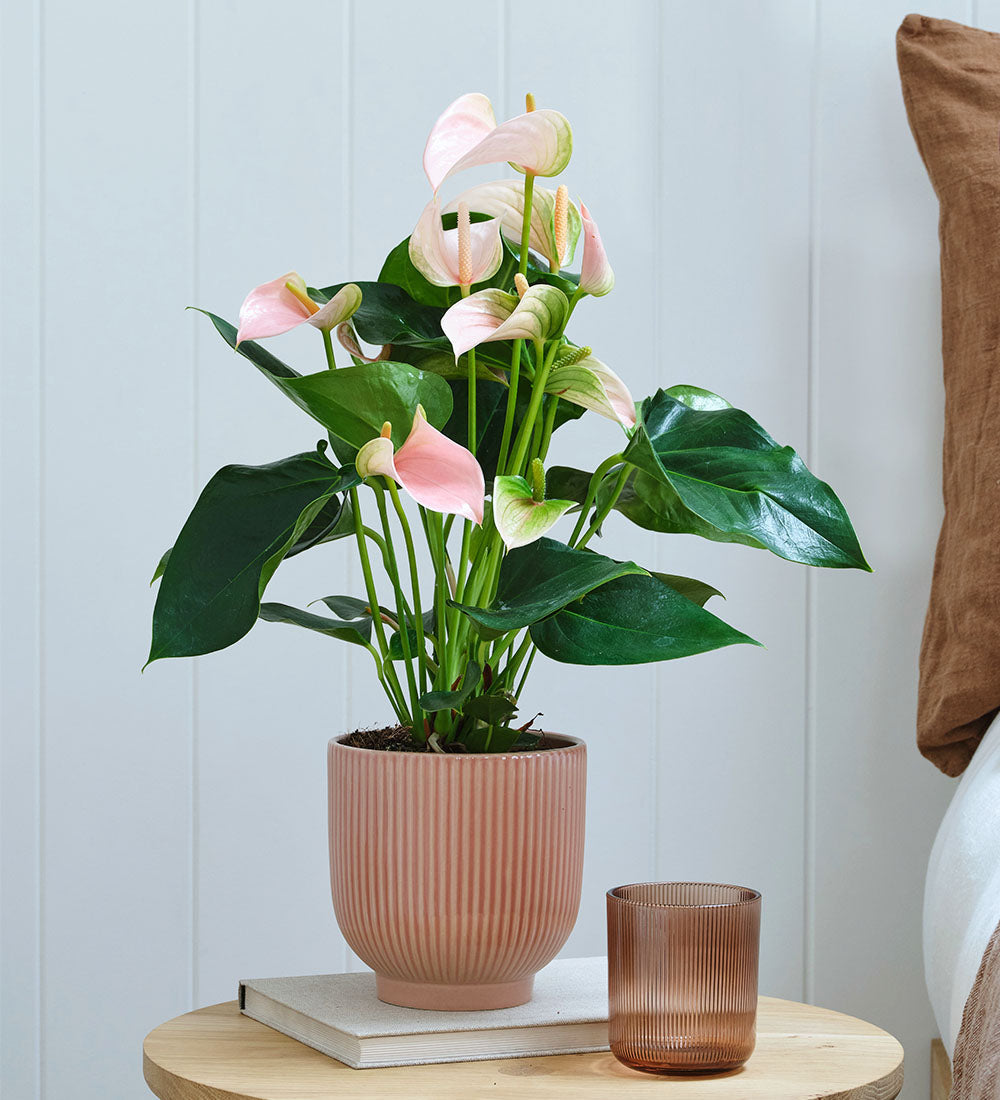 Anthurium