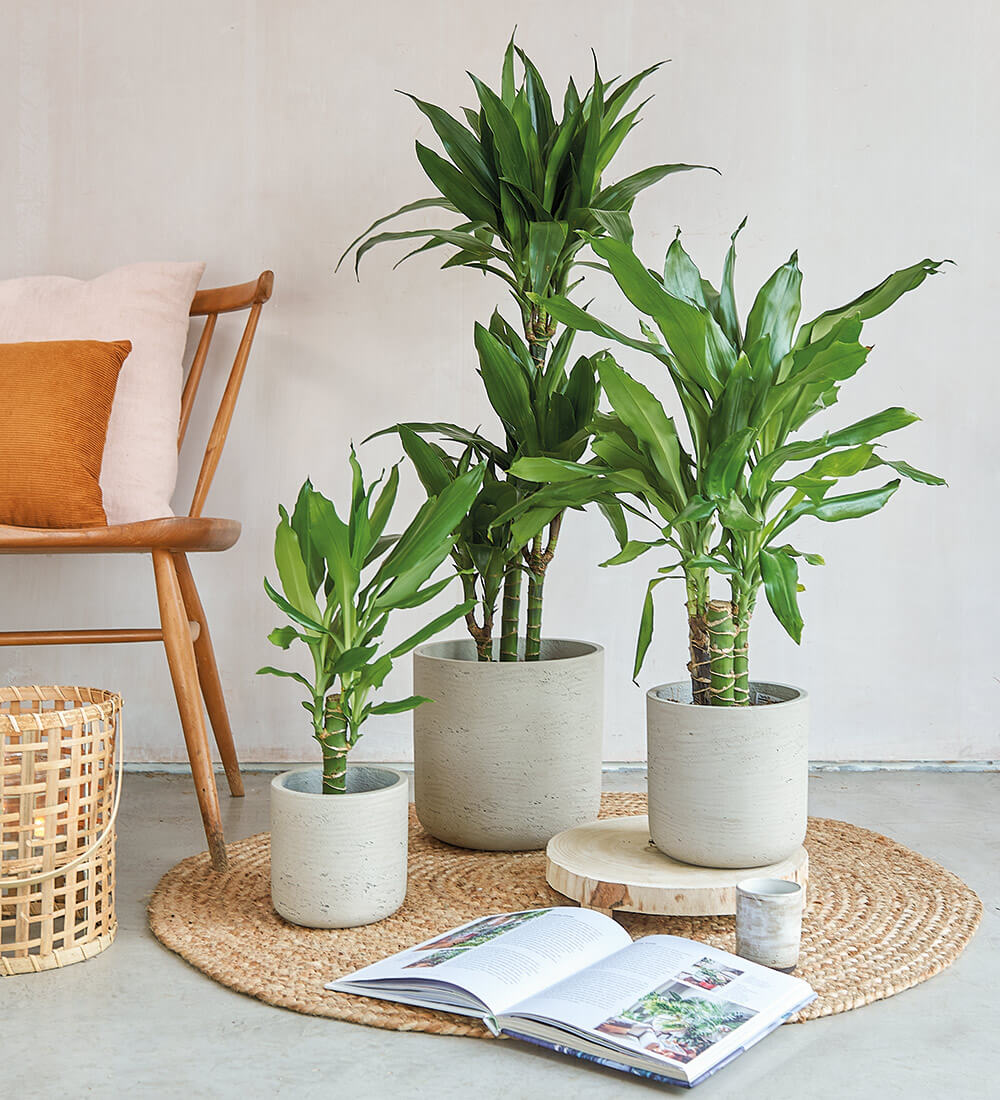 Dracaena Fragrans Steudneri