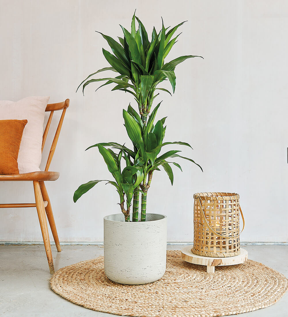 Large Dracaena Fragrans Steudneri