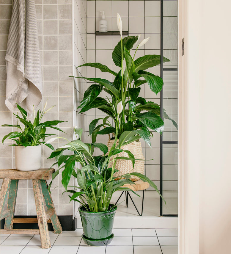 Peace Lily