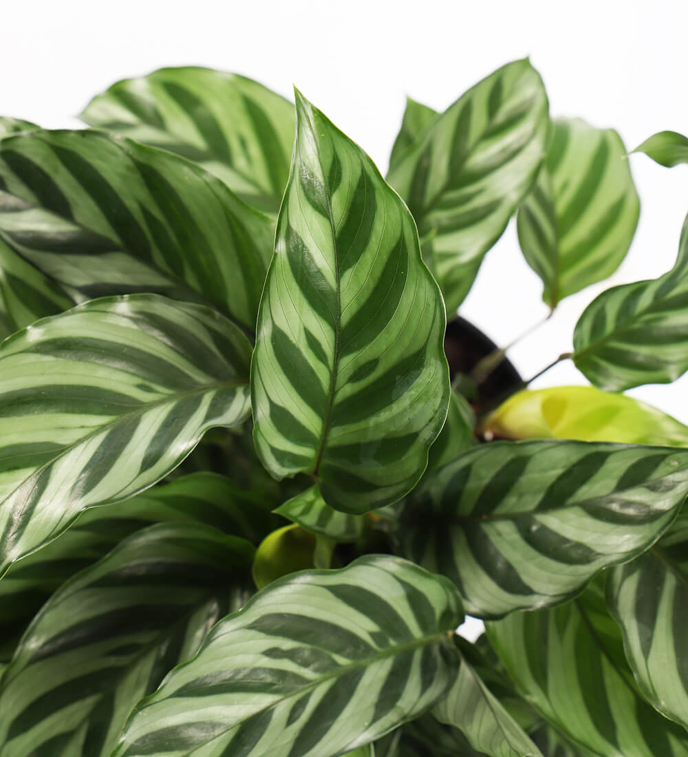 Calathea Freddie & Pot