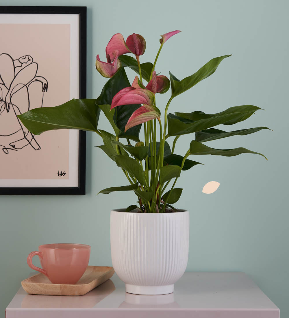 Anthurium