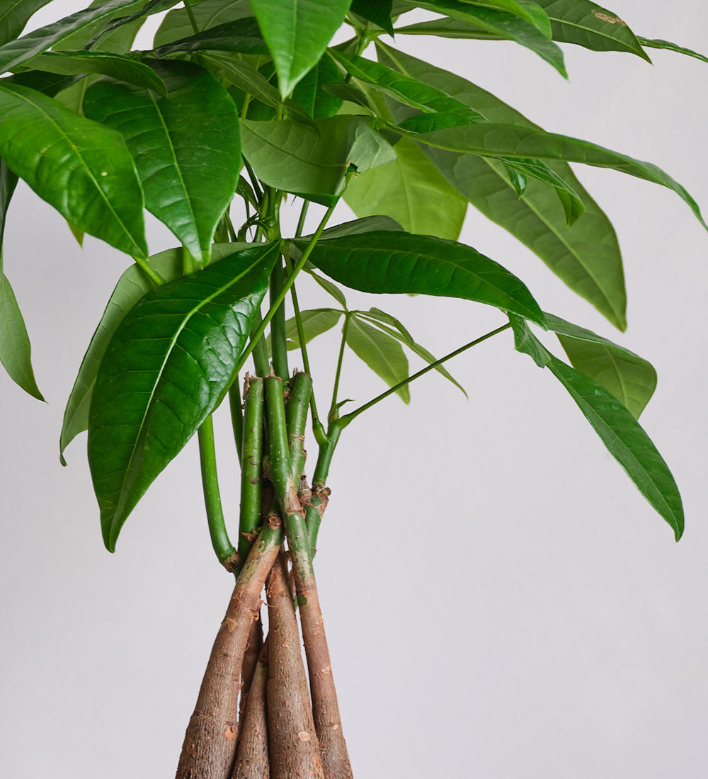 Money Tree & Pot