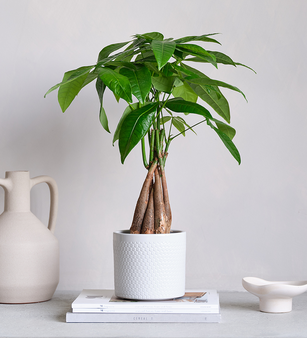 Money Tree & Pot