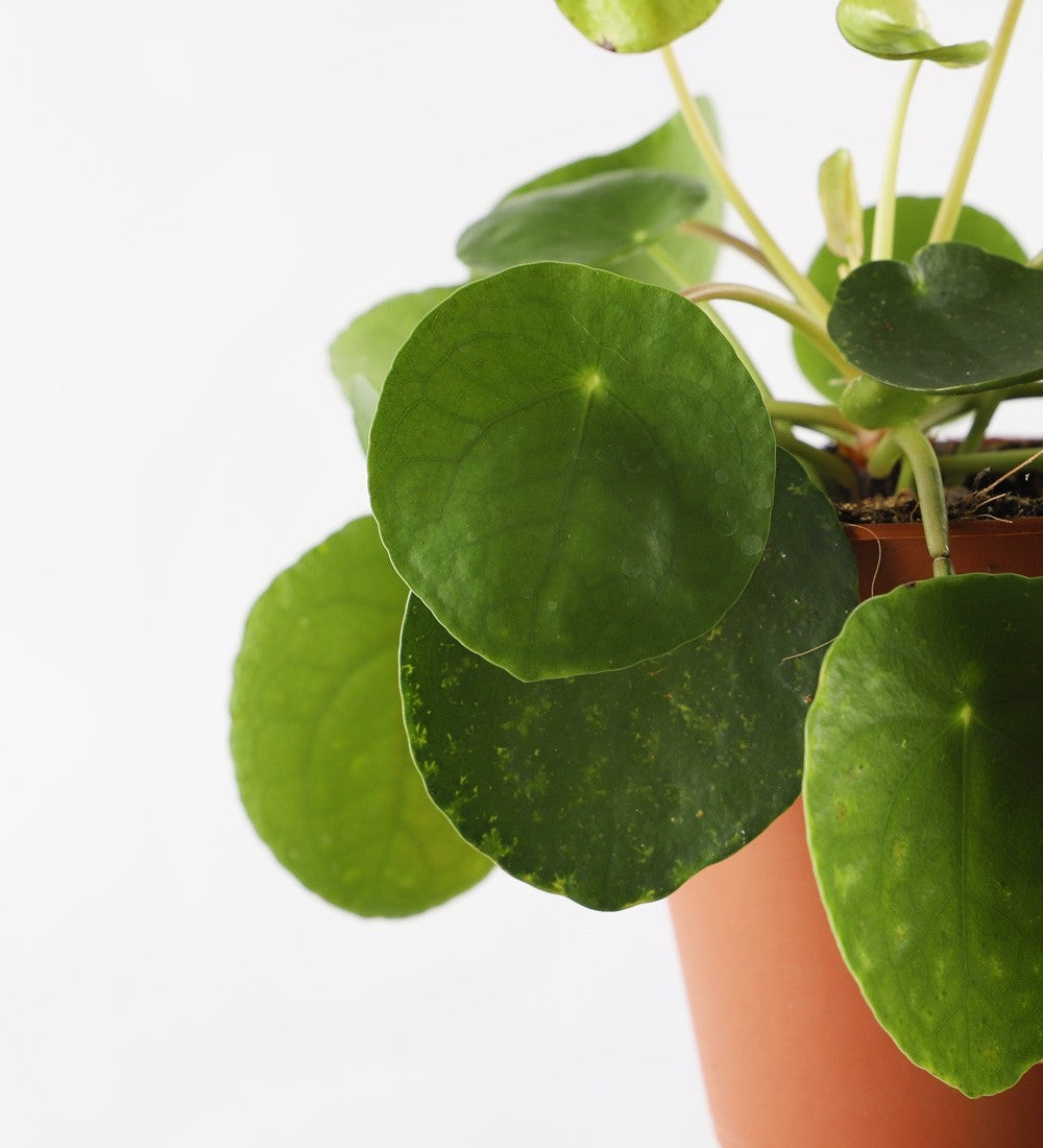 Chinese Money Plant & Pot