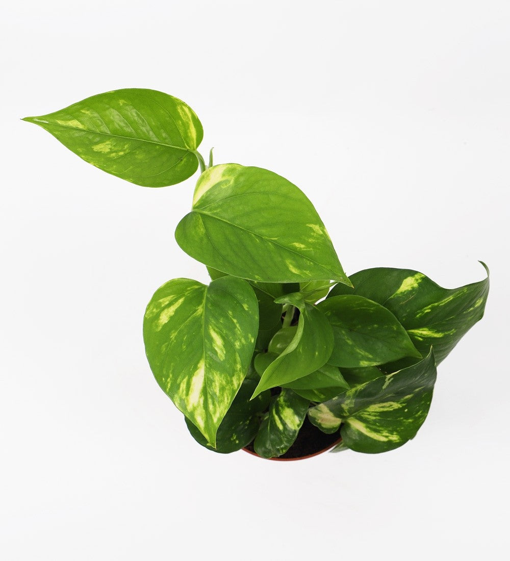 Devil's Ivy & Graphite Earthenware